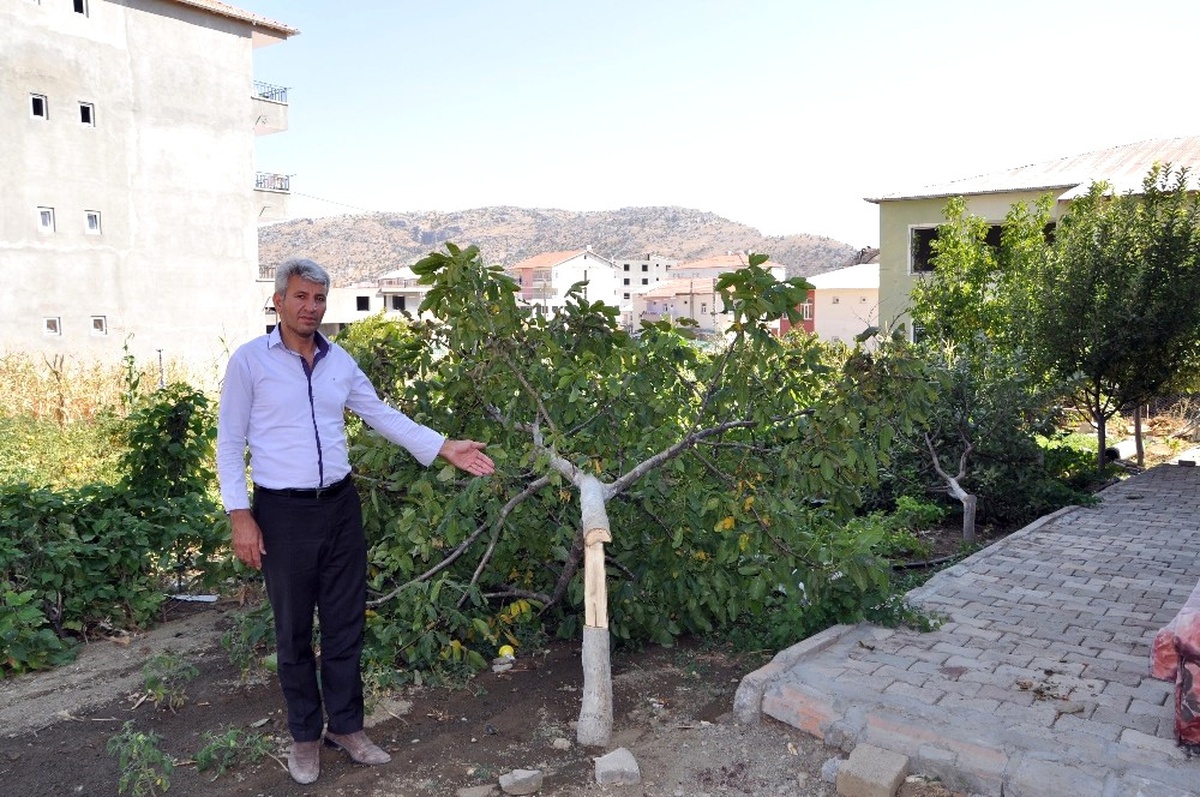 Sincik\'te 27 Meyve Ağacı Gövdelerinden Kesildi
