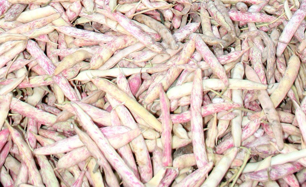 Sonbahar Yorgunluğuna \'Barbunya\' Kalkanı