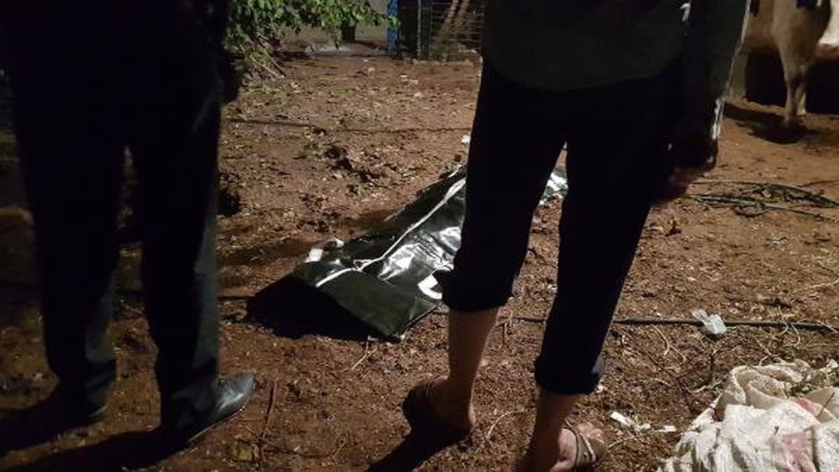 1 Günlük Buzağıyı Kurtarmak İsterken Öldü