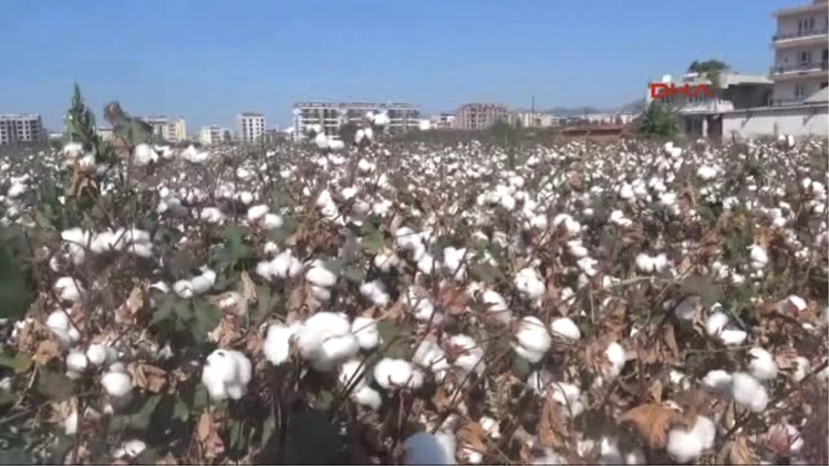 Aydın Pamuk Üreticisinin Fiyat Endişesi