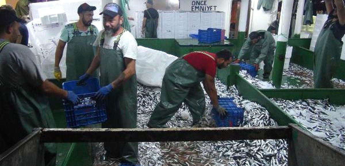 Bir Tekneyle 2 Saatte 1250 Kasa Sardalya Avlandı