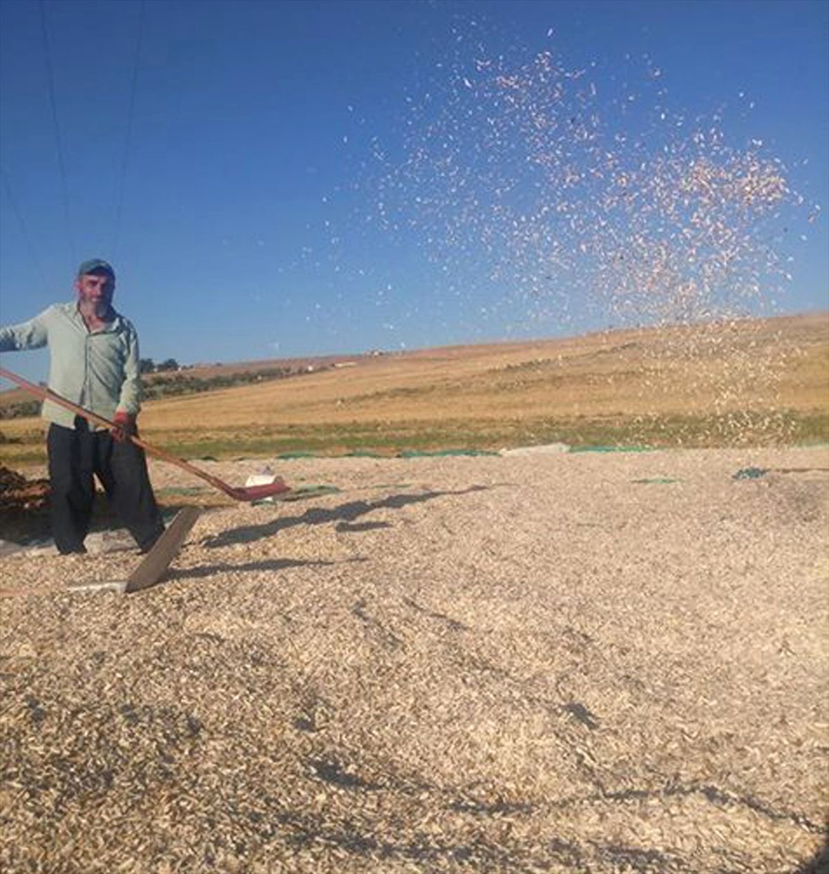 Çerezlik Ay Çekirdeği İçin Hasat Zamanı
