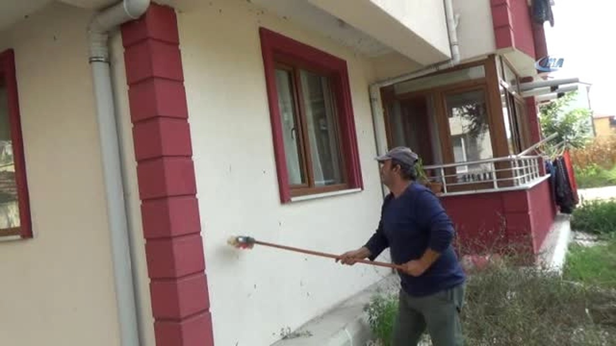 Düzce\'de "Amerikan Beyaz Kelebeği Koordinasyon Merkezi" Kurulacak