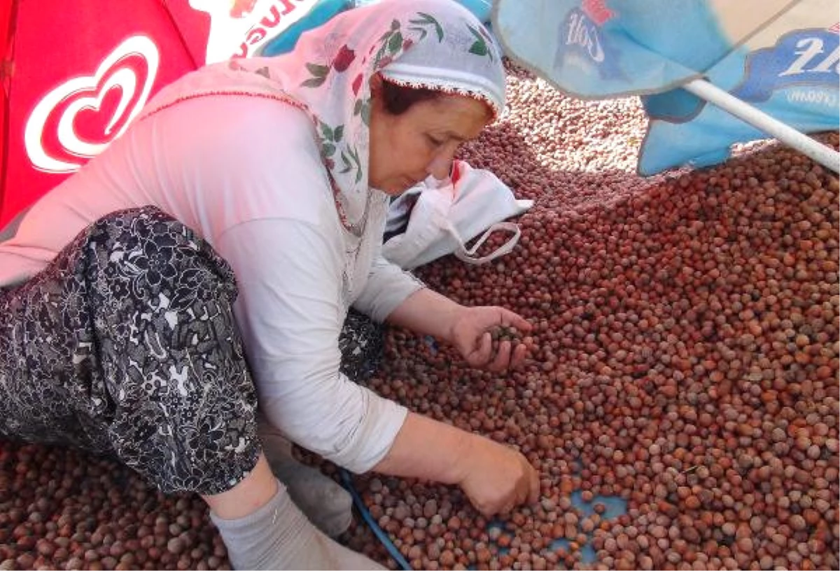 Fındık Üreticisi ve Tüccar Fındık Fiyatlarından Dertli