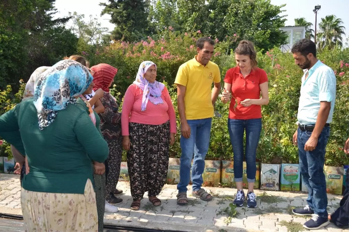 Gül Yetiştiriciliğ Kursu" Sona Erdi