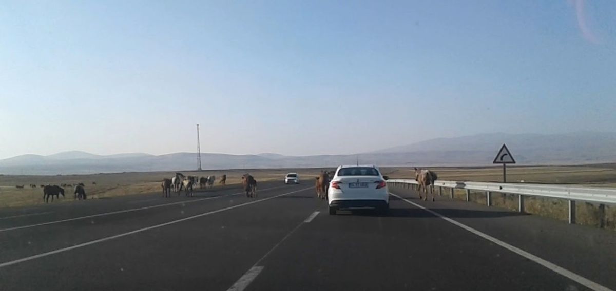 Kars\'ta, Başıboş Atlar Tehlike Yaratıyor