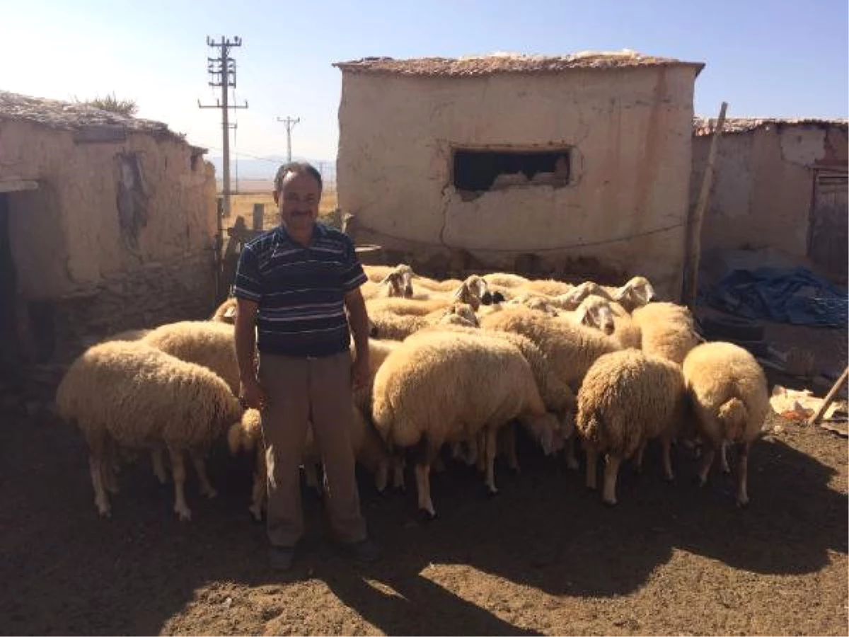 Konya\'da Çalınan 53 Koyun Bulundu