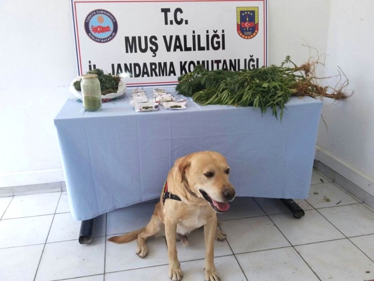 Muş\'ta Uyuşturucu Operasyonları