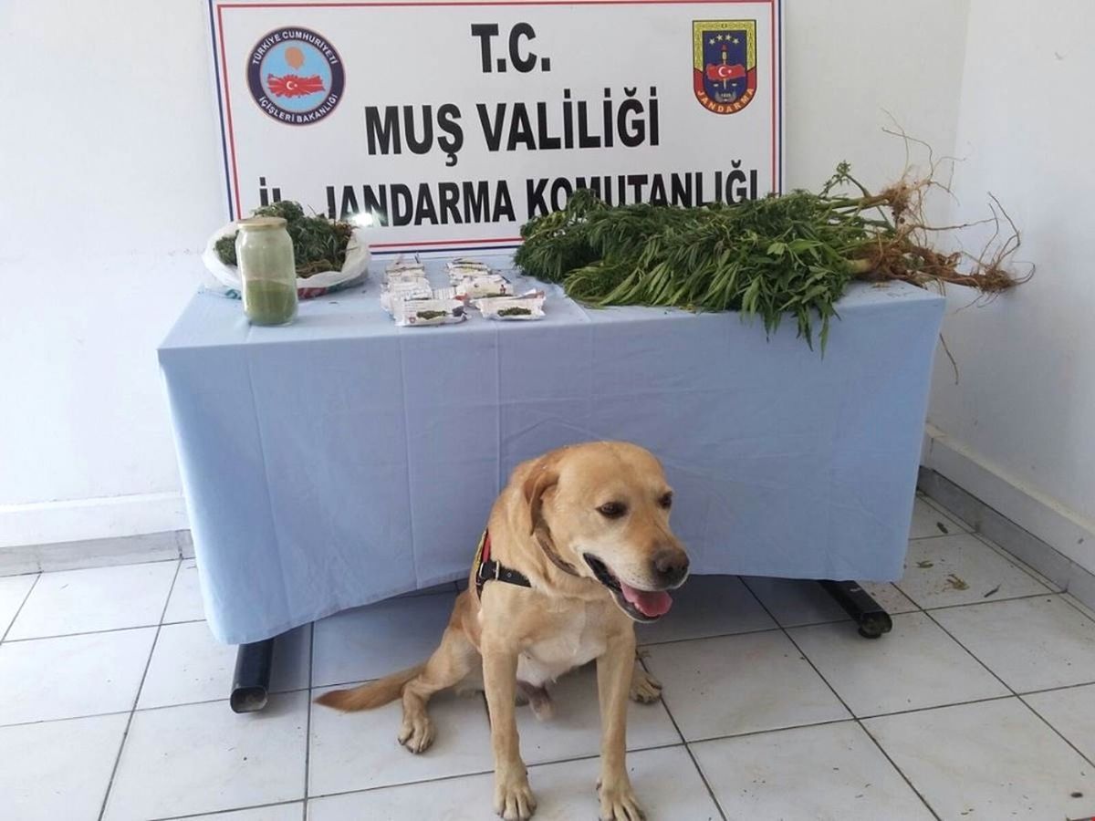Muş\'ta Uyuşturucu Operasyonu