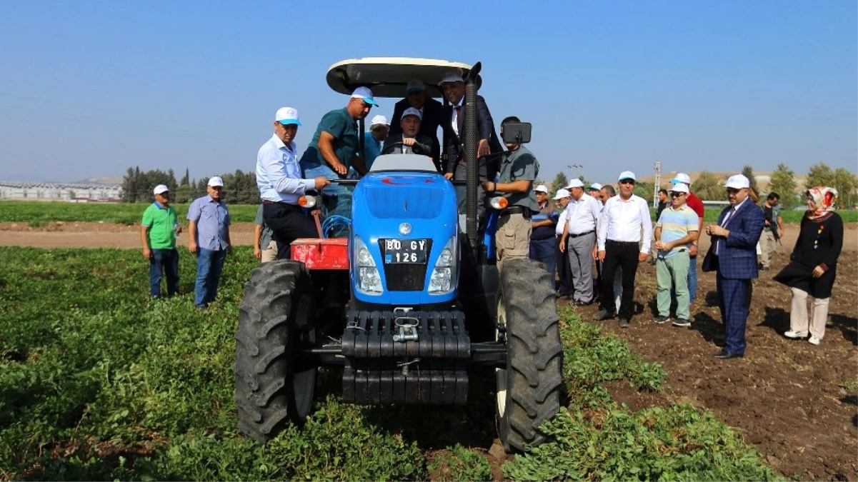 Osmaniye\'de 47 Bin 933 Ton Yerfıstığı Rekoltesi Bekleniyor