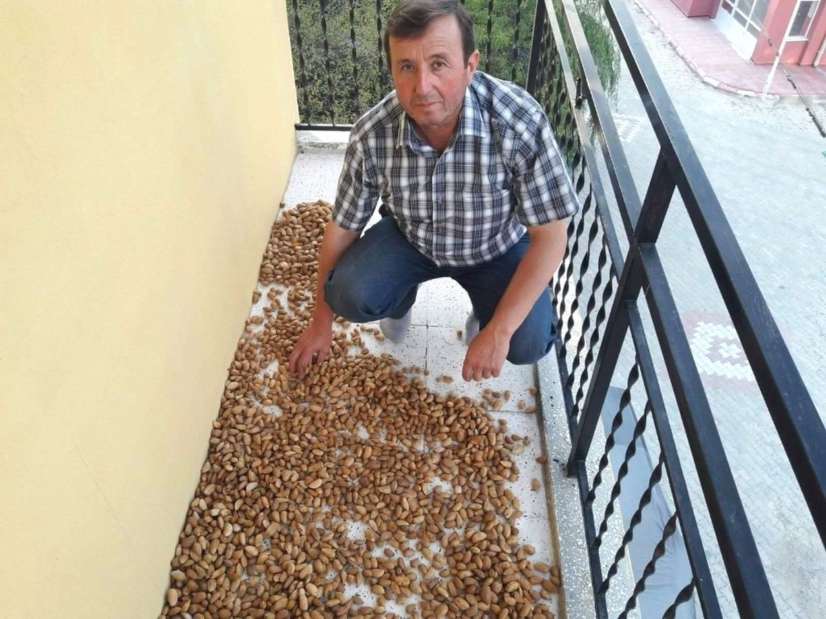 Şaphane\'de Badem Bereketi