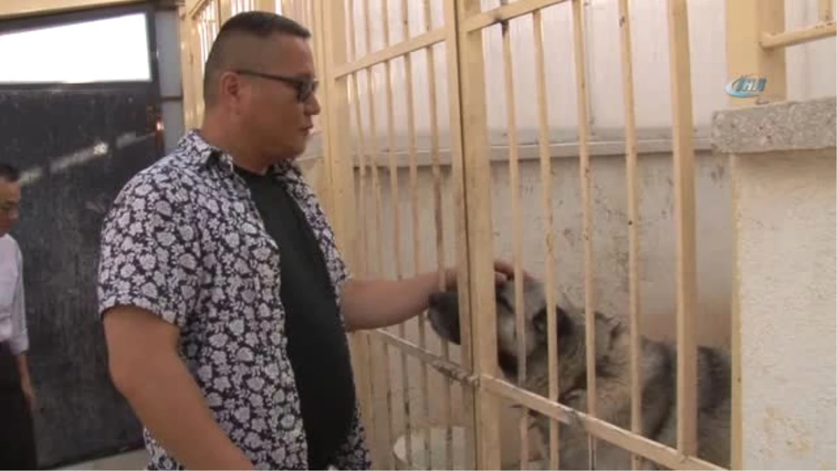 Yabancı Turistler Kangal Köpeğine Hayran Kaldı