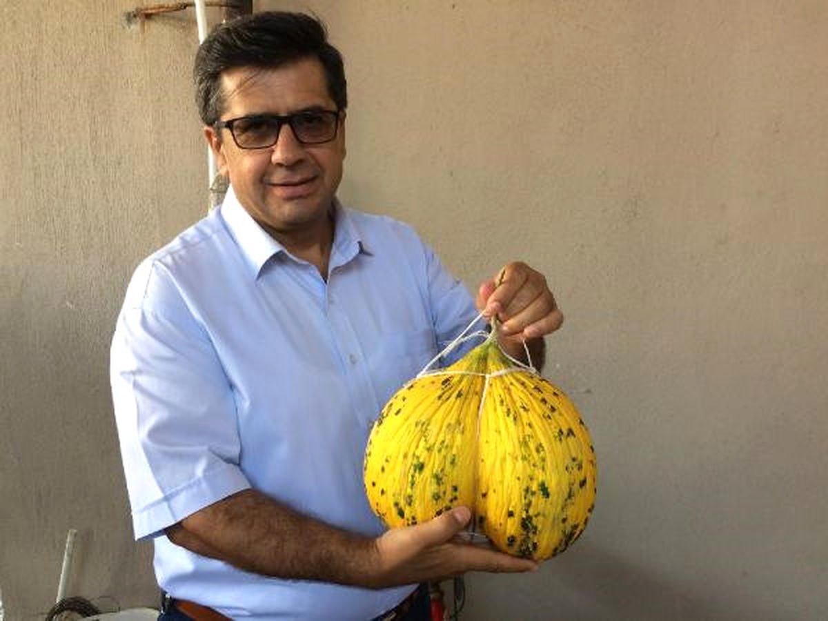 Kırkağaç Kavunları Askıda