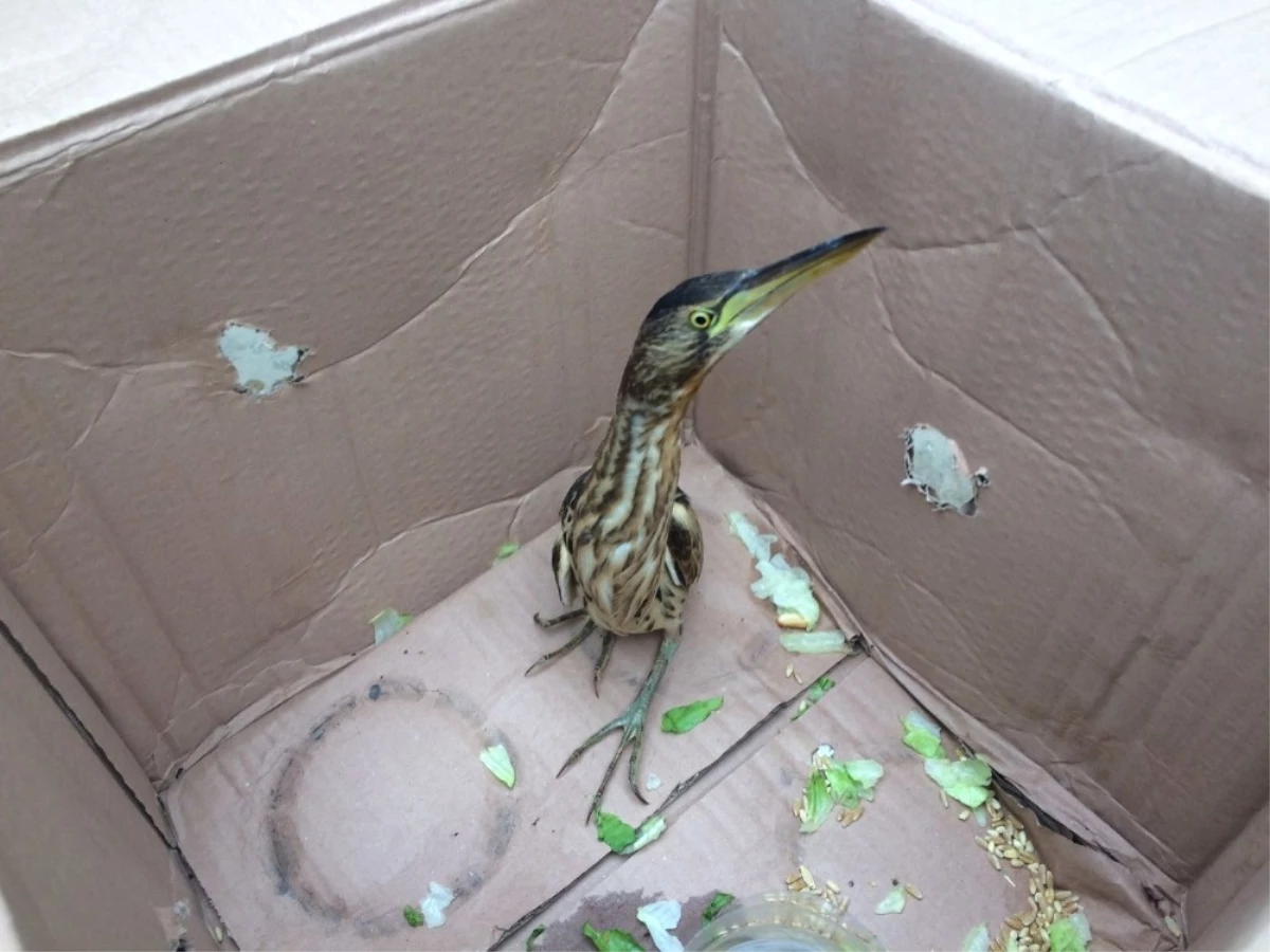 Konya\'da Otomobilinin Kaportasında Hint Gölet Balıkçıl Kuş Bulundu