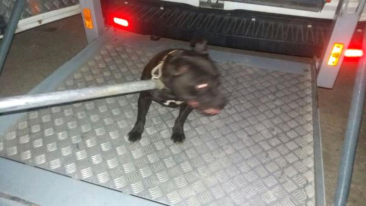 Köpek Kulübesinde Uyuşturucu Operasyonu