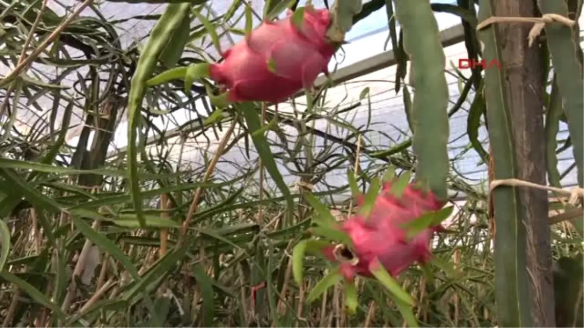 Mersin\' de Pitaya Hasadına Başlandı