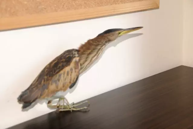 Nesli Tukenmekte Olan Kus Turu Bulundu Son Dakika