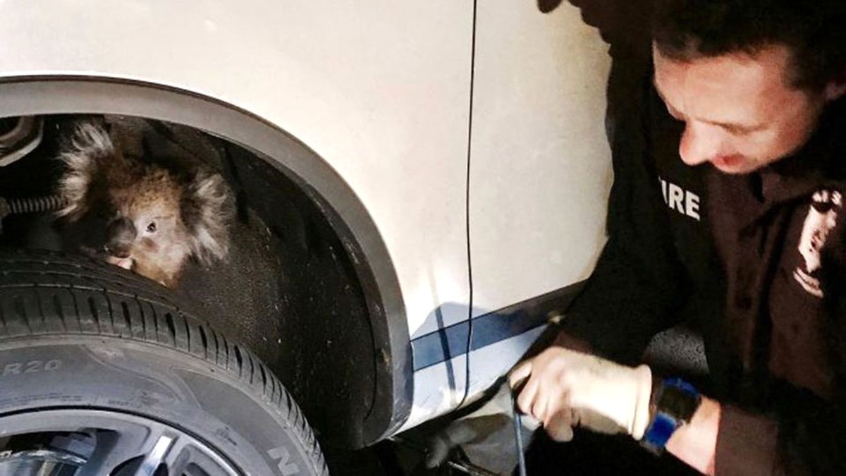 Arabanın Aksına Sıkışan Koalayı Fark Etmeyip Yollarına Devam Ettiler