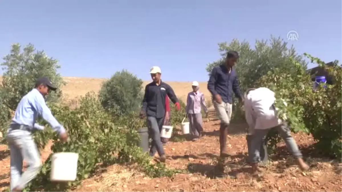 Pekmez" Kış Sofralarına Hazırlanıyor - Gaziantep