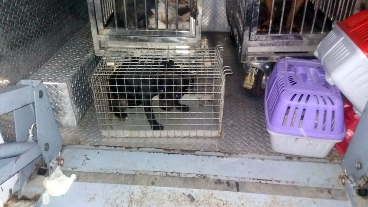 Pitbull\'un Kulübesinde de Uyuşturucu Madde Saklaşımlar