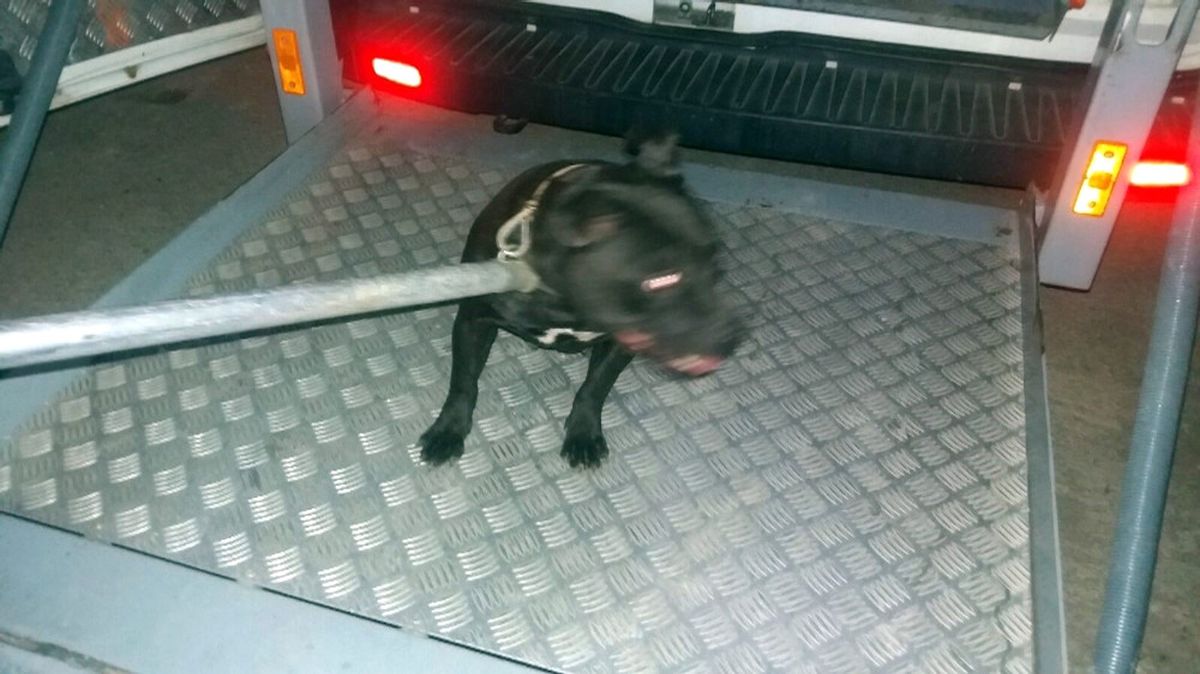 Pitbull\'un Kulübesinde de Uyuşturucu Madde Saklamışlar