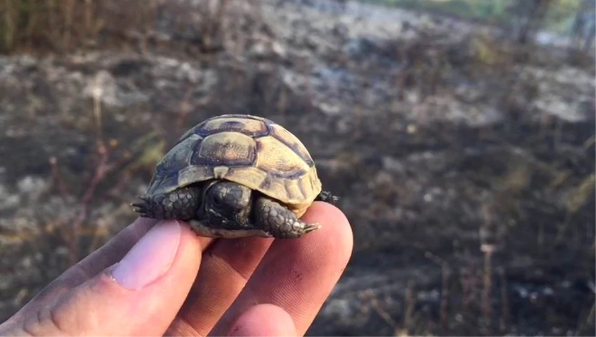 Yavru Kaplumbağayı Yanmaktan Son Anda Kurtardılar