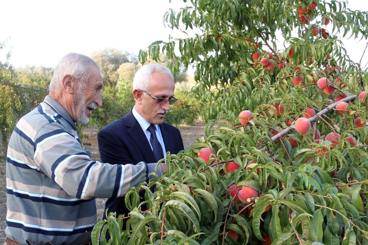 Yozgat\'ta Meyve Bahçeleri 25 Bin Dekara Ulaştı