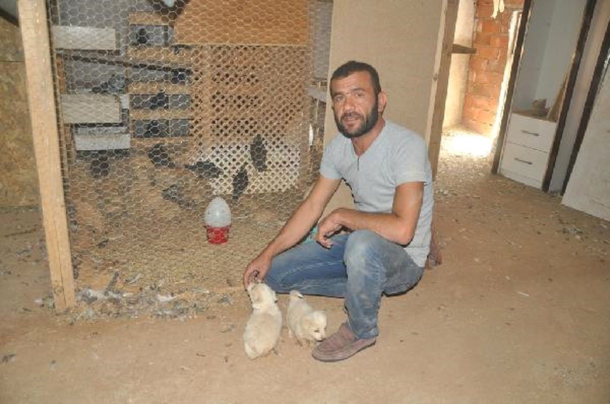 Komşuları Rahatsız Olmasın Diye Hayvanlarını İş Yerinde Besliyor
