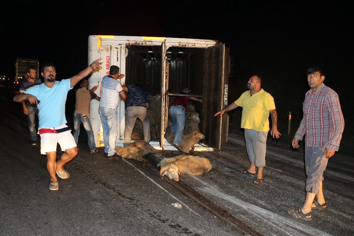 Hayvan Yüklü Kamyonda Can Pazarı Yaşandı