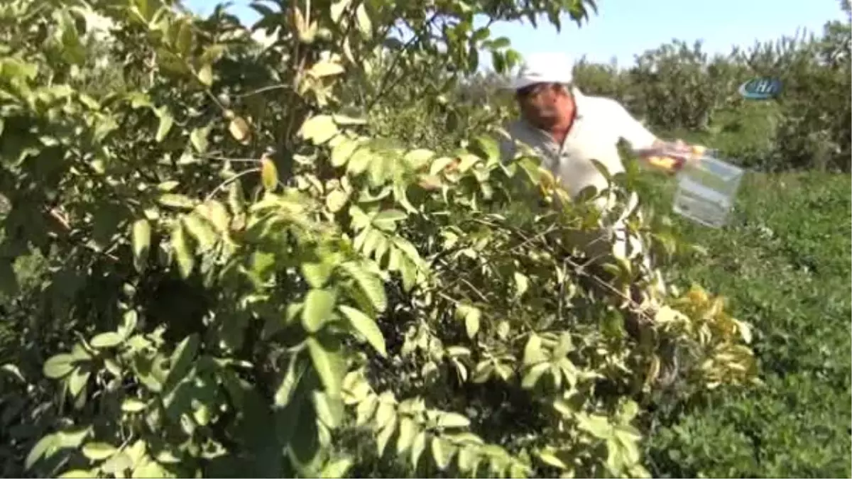 Güney Amerika Meyvesi Guava Mersin\'de de Yetiştiriliyor