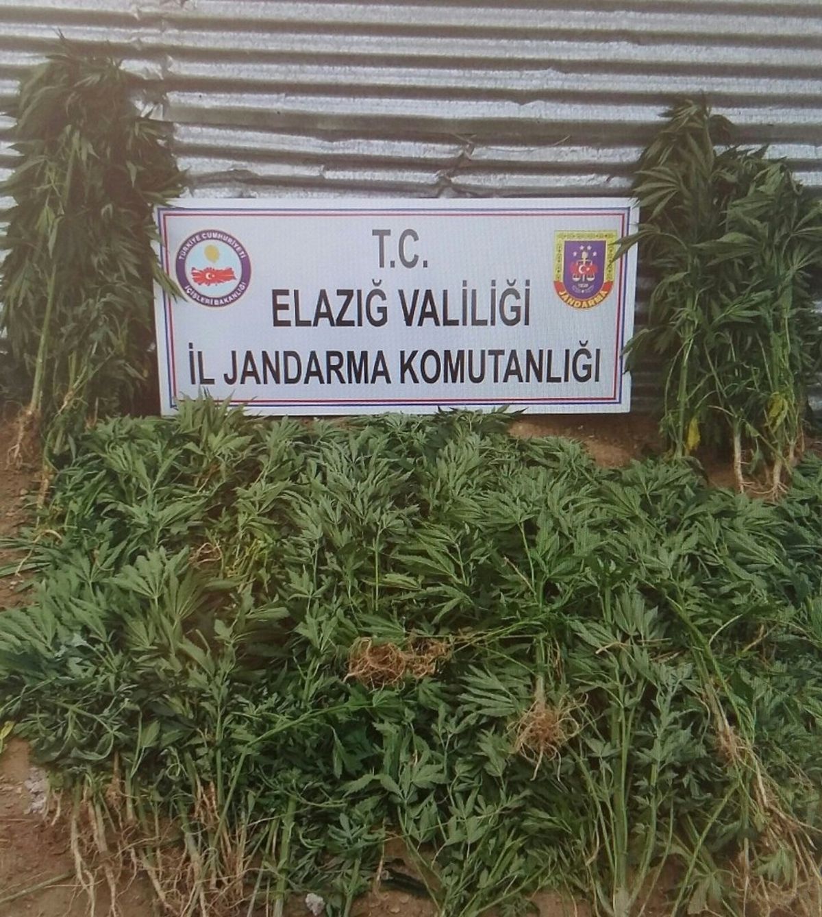 Jandarmadan Uyuşturucu ile Mücadele