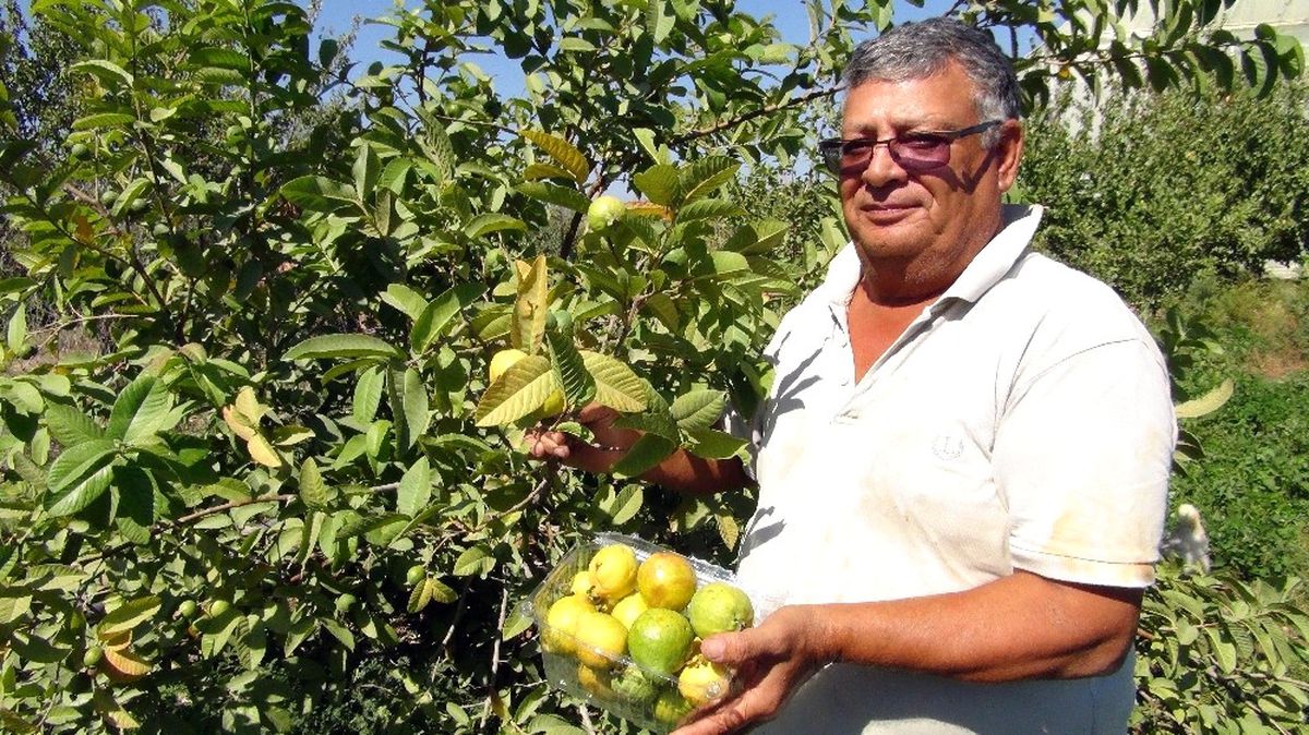 Kansere Karşı Yerli Üretim Guava