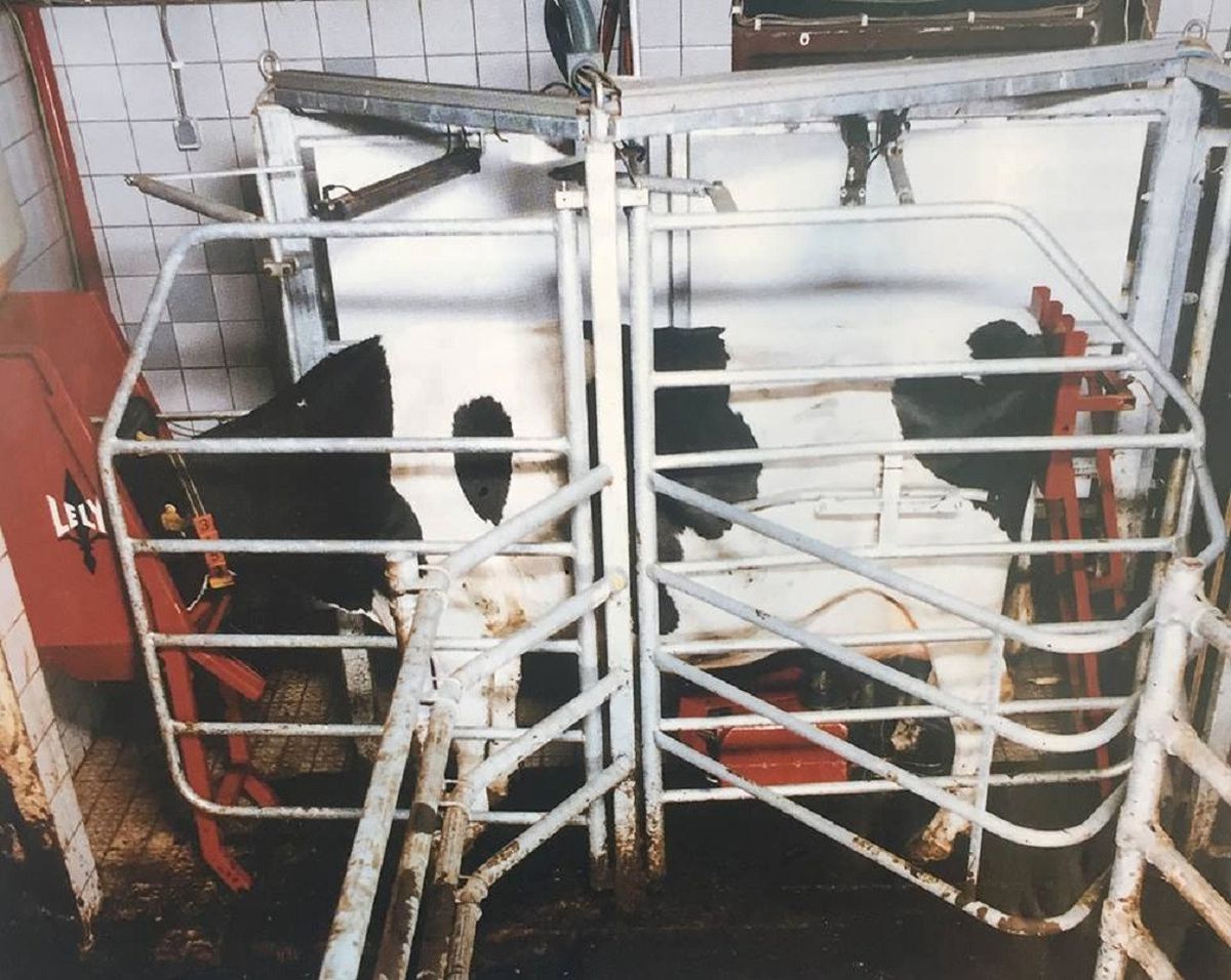 Lely, Robotik Süt Sağımının 25. Yılını Kutluyor