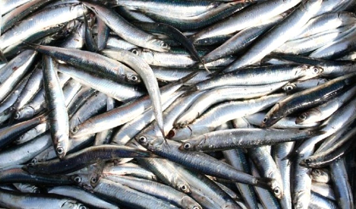 Marmara\'da Hamsinin Fiyatı Düştü