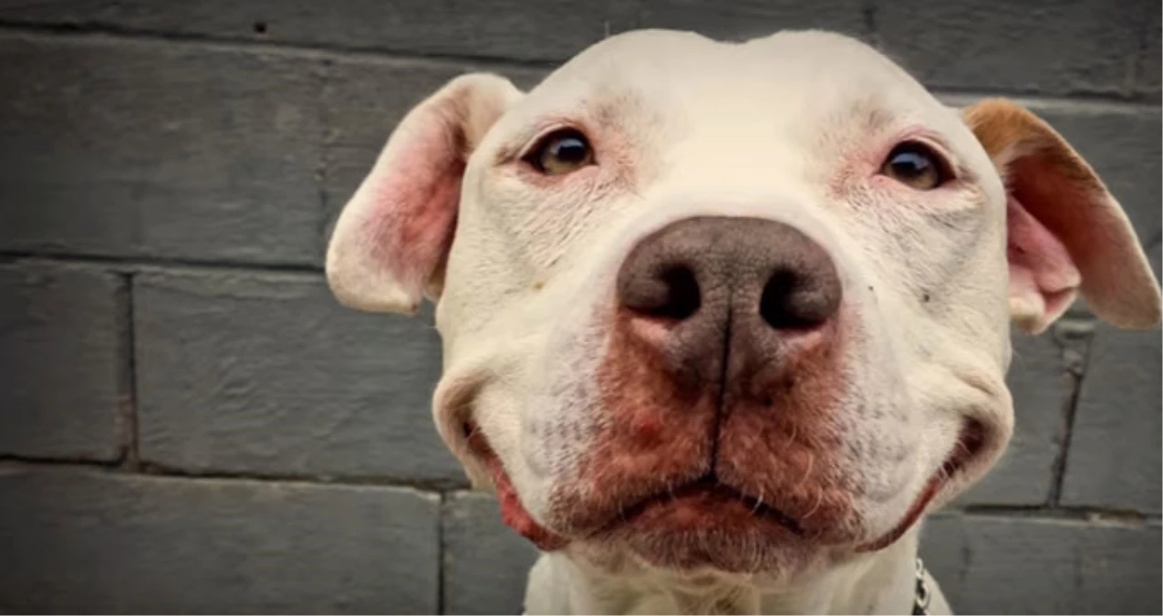 Sahibine Gülümseyen Köpeğin Tatlılığı, İzleyenleri de Gülümsetti