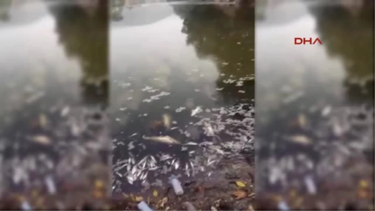 Sakarya Nehri\'nde Balık Ölümleri