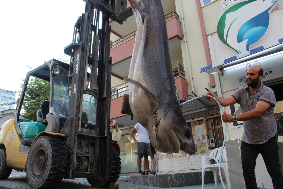 Bursa\'da Yaklanan Dev Köpek Balıkları İlgi Odağı Oldu