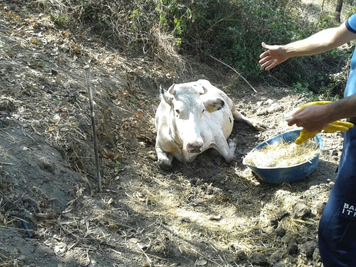 Uçurumdan Yuvarlanan İnek Ayağa Kaldırılamadı