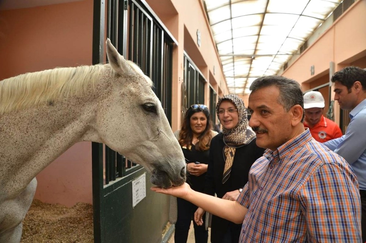 Vali Kaymak, Büyükşehir Belediyesi Atlı Spor Tesislerini Gezdi