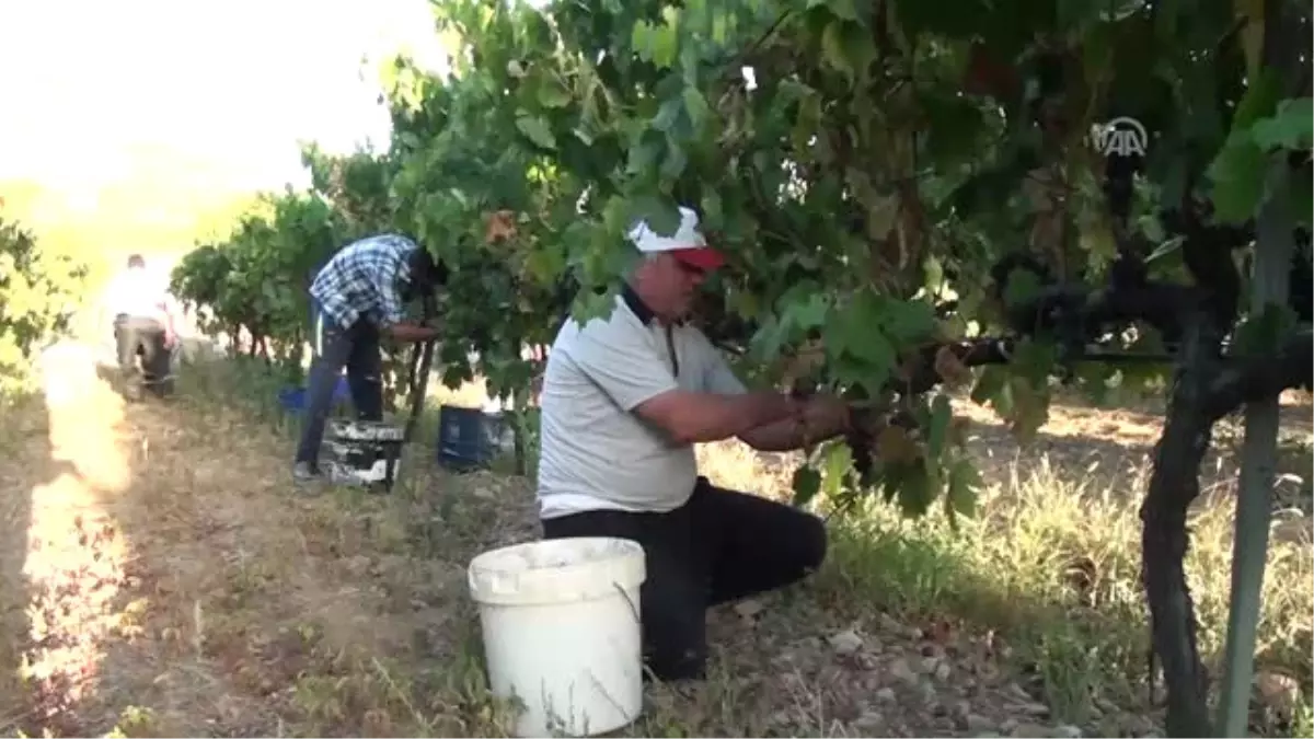 Akseki Pekmezinin Lezzet Sırrı Toprağında