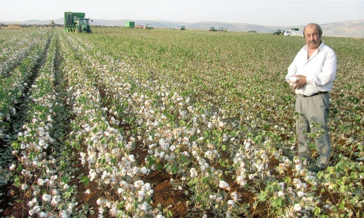 Araban Ovası\'nda \'Beyaz Altın\' Hasadına Başlandı