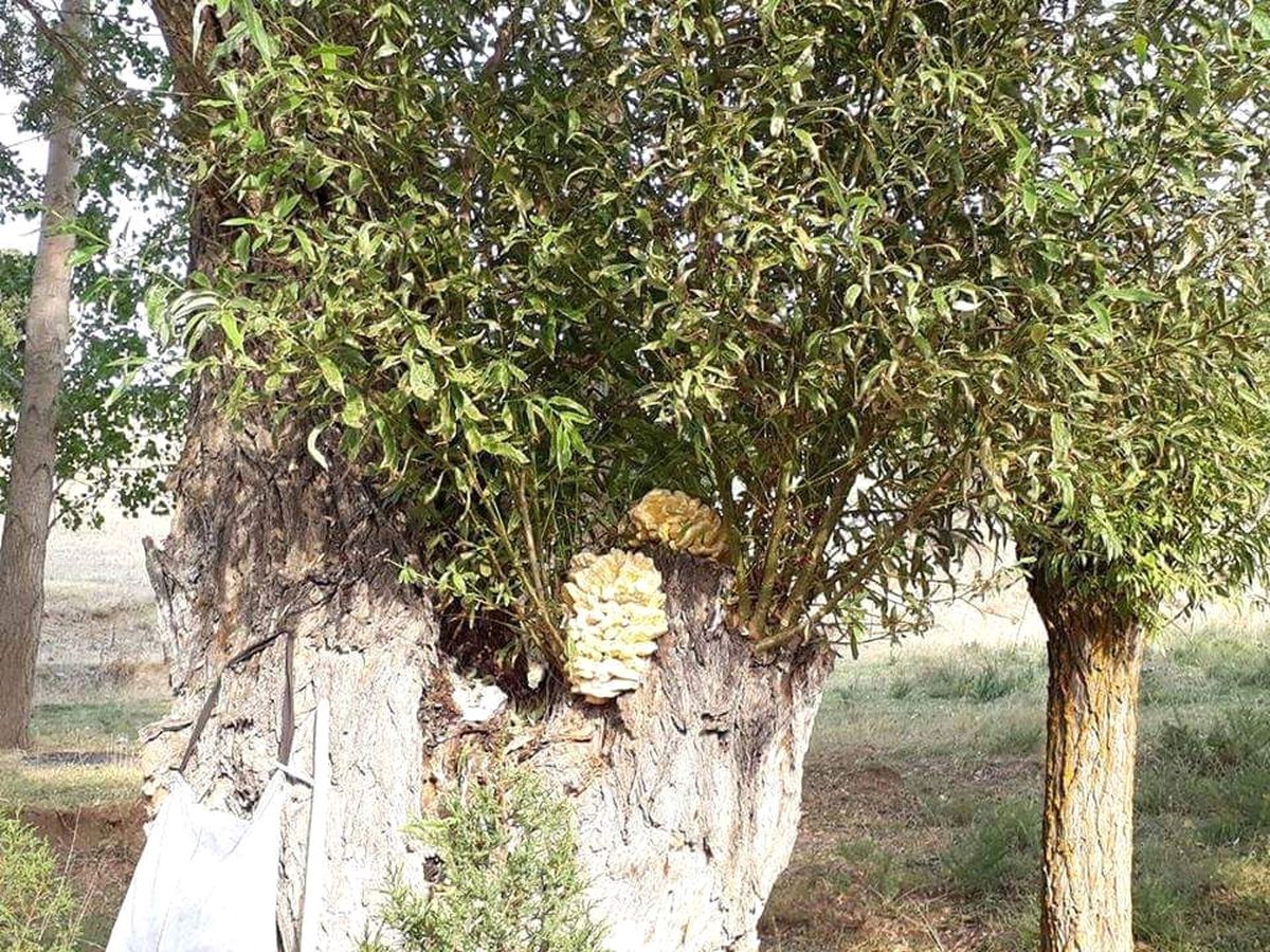 Asırlık Söğüt Ağaçlarında Mantar