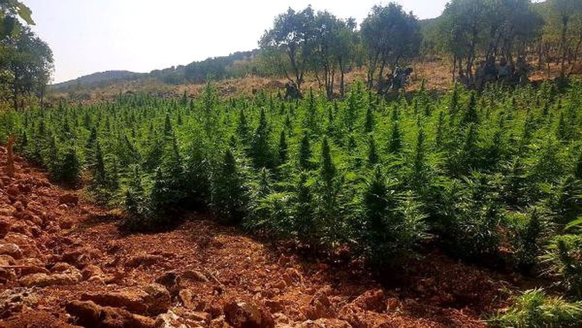 Diyarbakır\'da 280 Kilo Esrar Ele Geçirildi