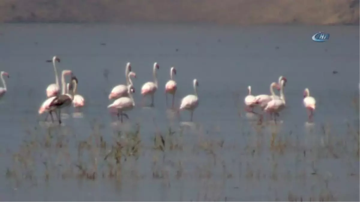 Flamingoların Erçek Gölü\'nde Görsel Şöleni