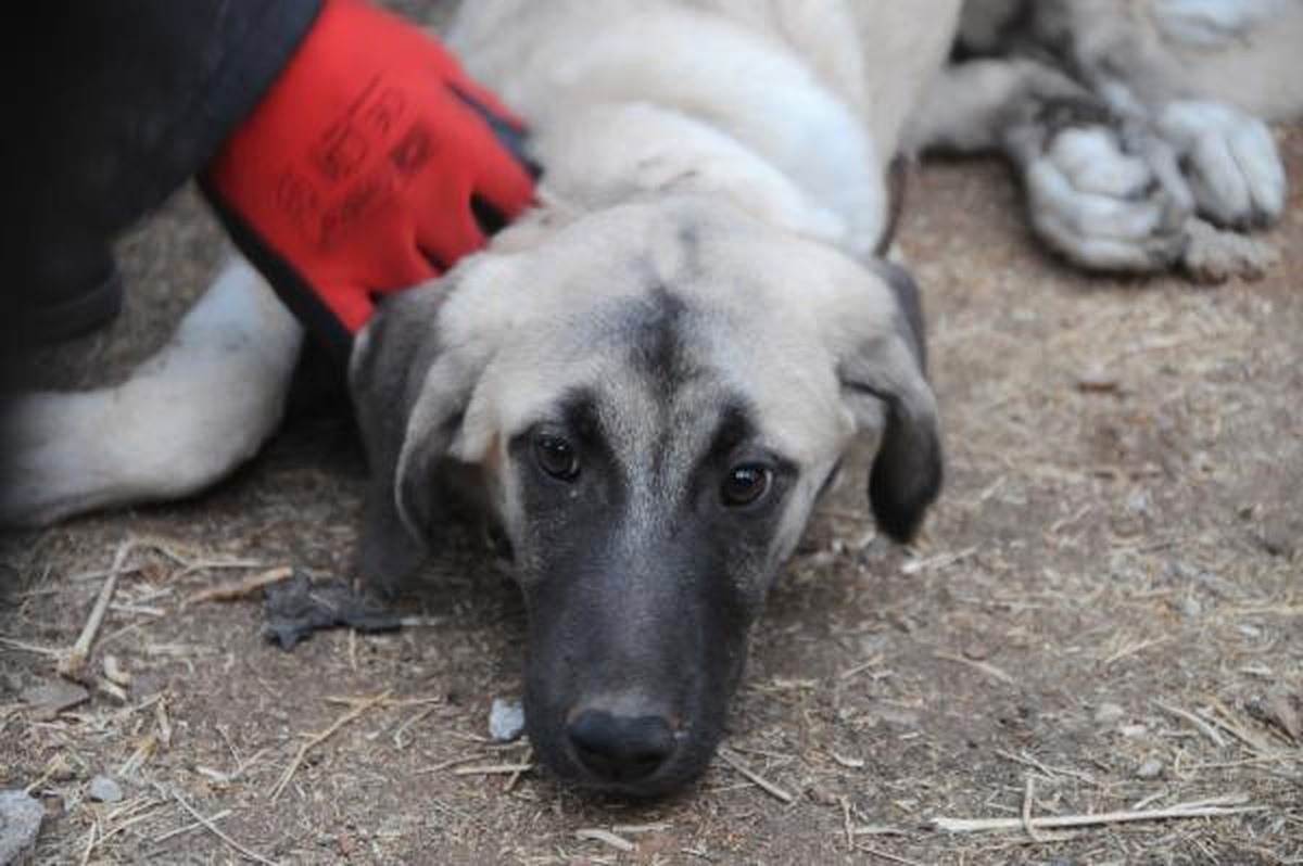 Köpeğe İşkence Yapıp, 20 Metre Yükseklikten Attılar
