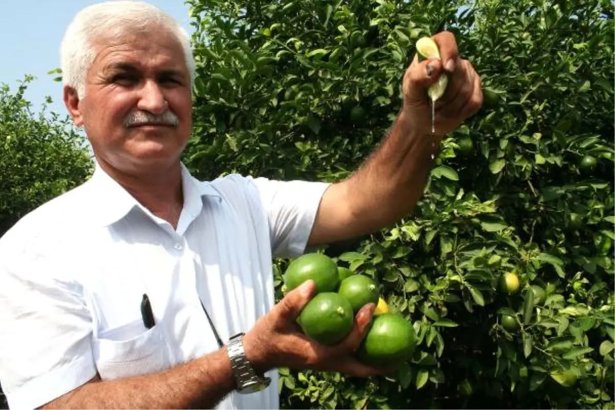 Limon Altın Yılını Yaşayacak