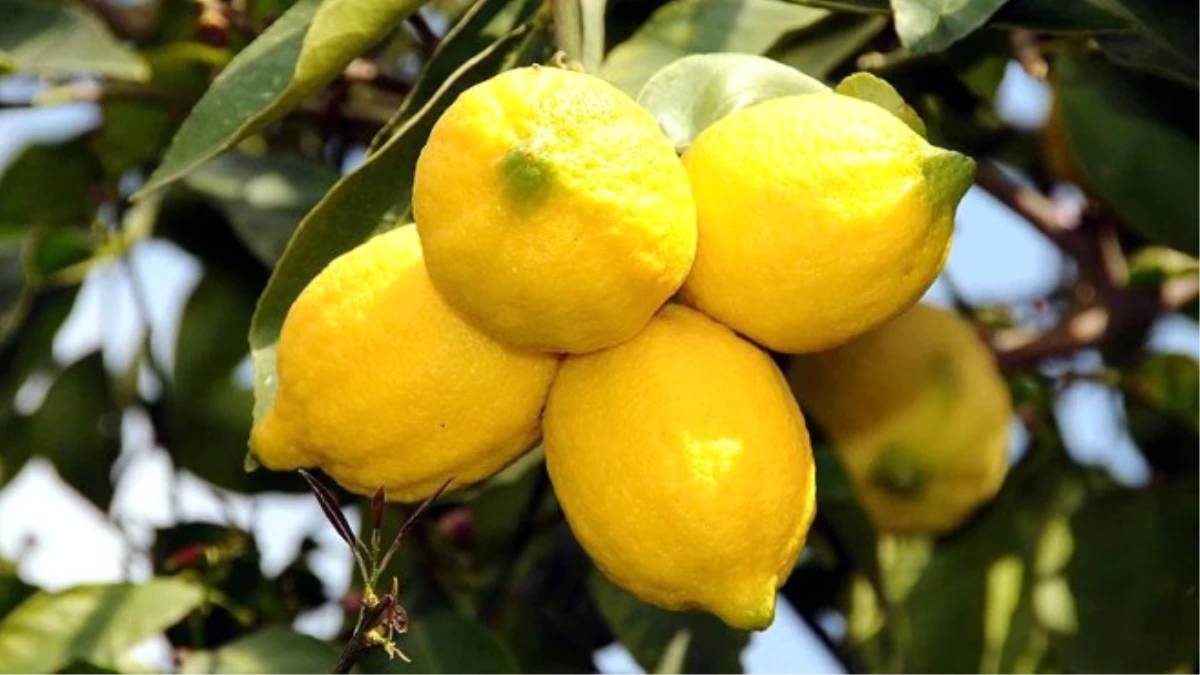 Limonun Fiyatı Üreticiyi Sevindirdi