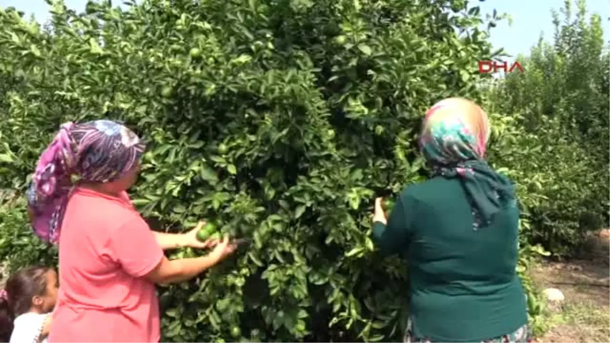 Mersin Limon Altın Yılını Yaşayacak