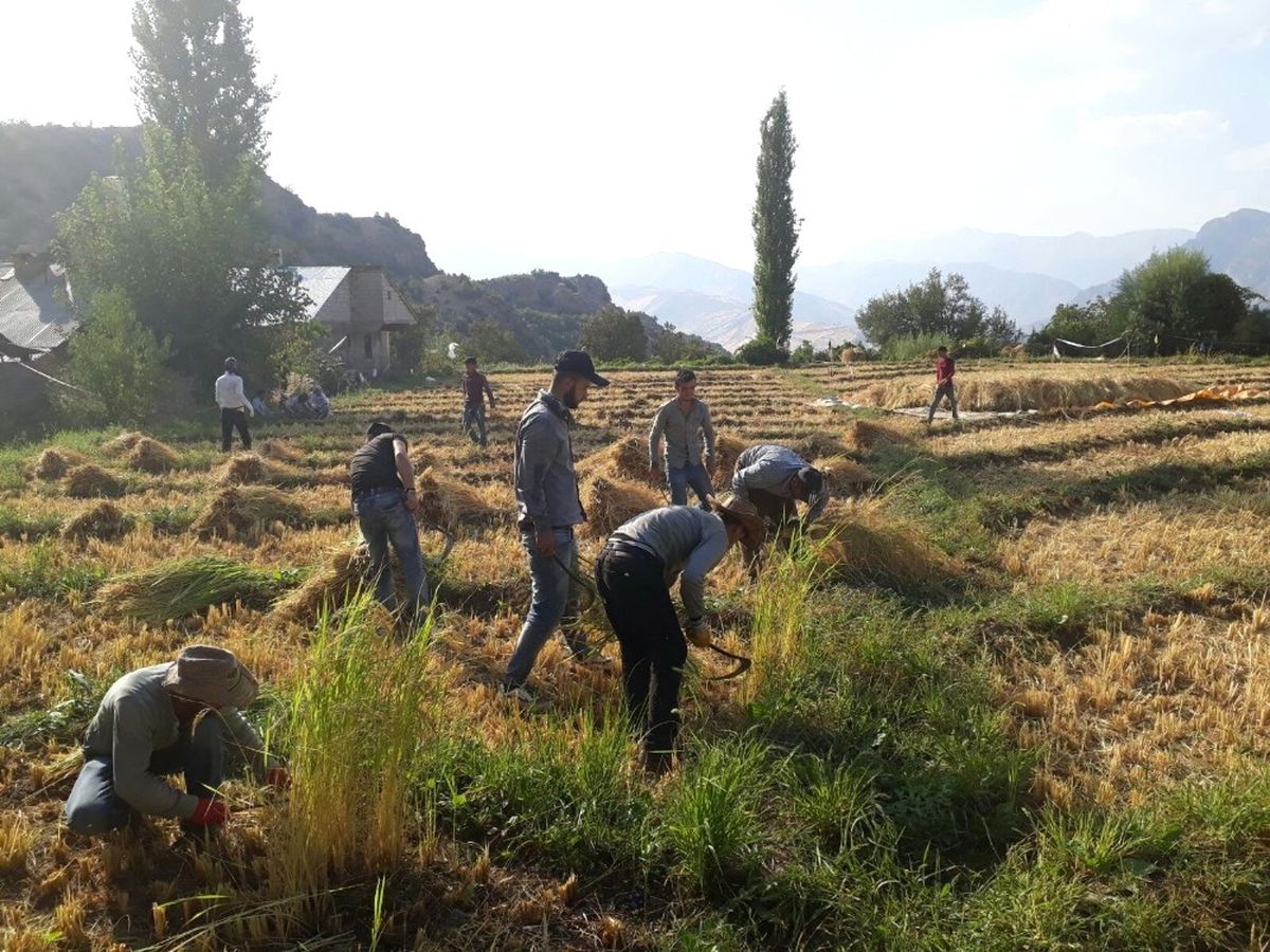 Sınırda Pirinç Hasadı
