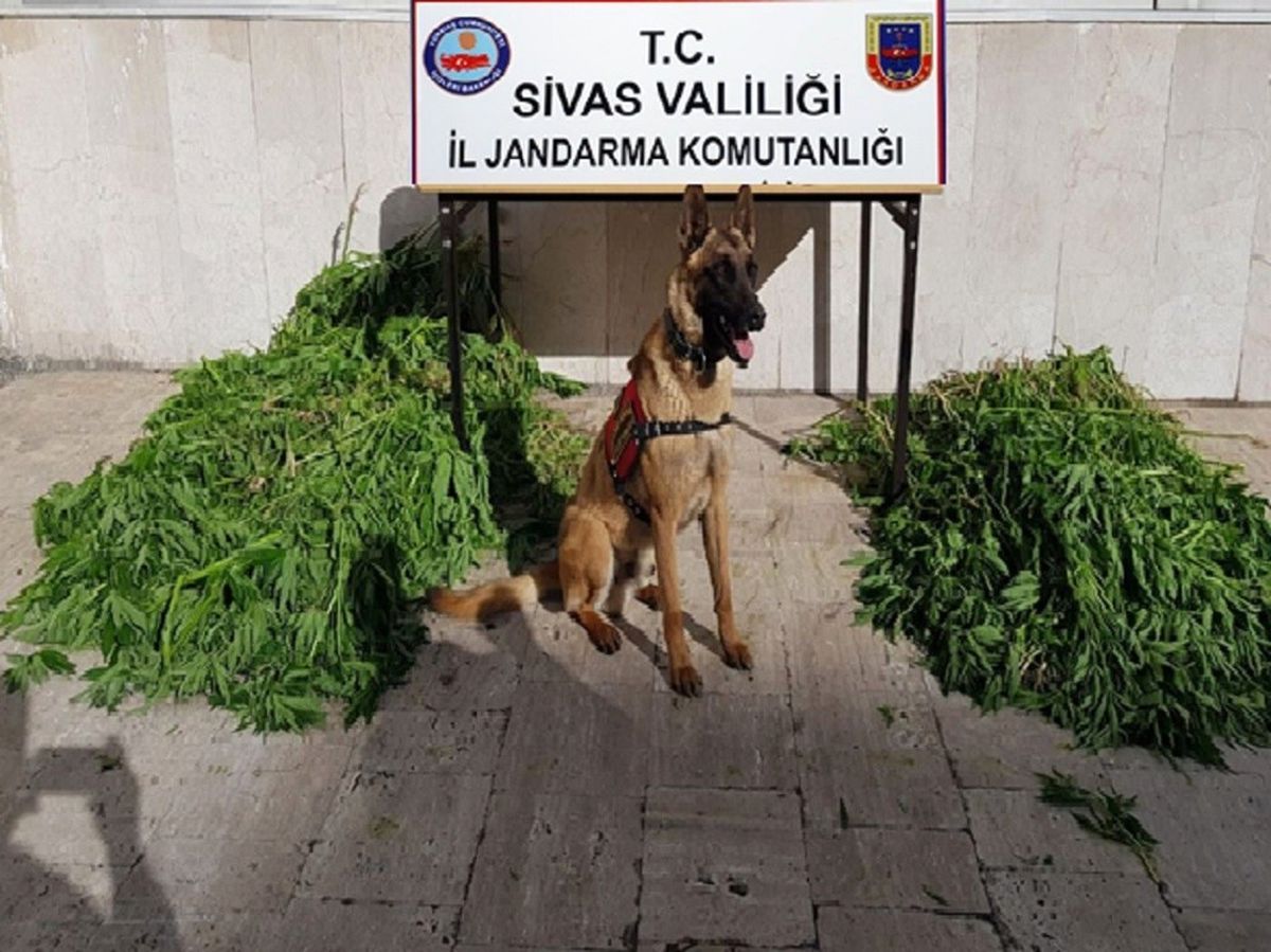 Sivas\'ta Uyuşturucu Operasyonu